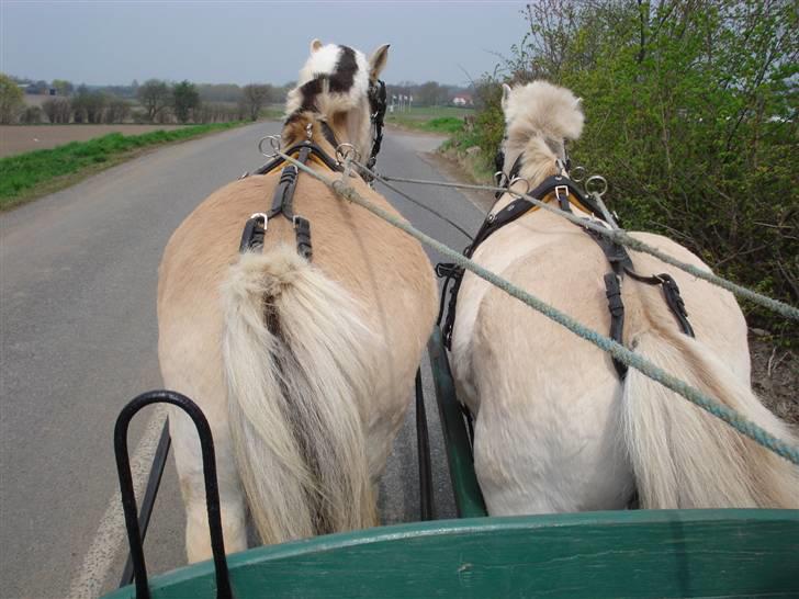 Fjordhest Bamse Solgt april 09 billede 18