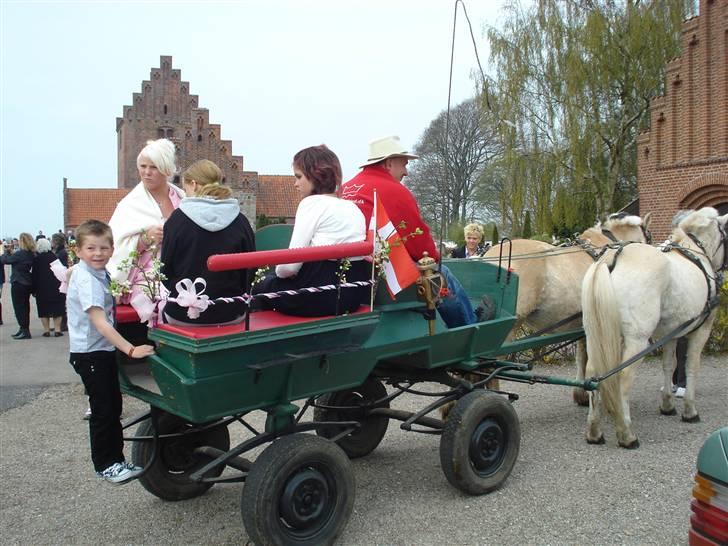 Fjordhest Bamse Solgt april 09 - her er bamse ude og køre konfirmation... billede 19