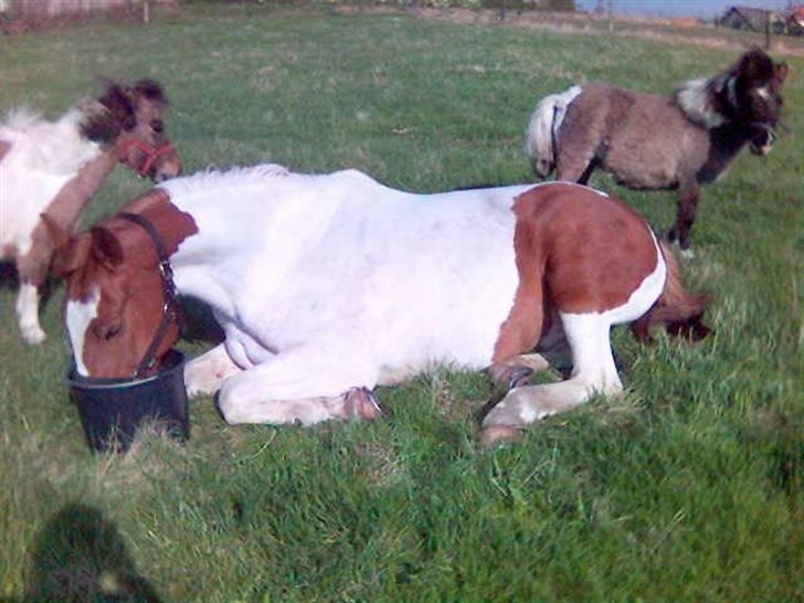 Pinto Chivas Regal - lidt doven er man vel :o) billede 9