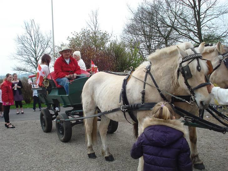Fjordhest Bamse Solgt april 09 billede 20