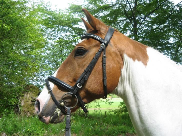 Pinto Chivas Regal - SMUKKEMIN!!!! <3 billede 10