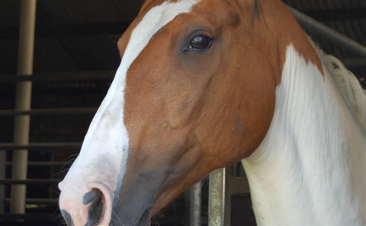 Pinto Chivas Regal - Min smukke hyps hovede!!! I am in love my boy....!!! billede 11