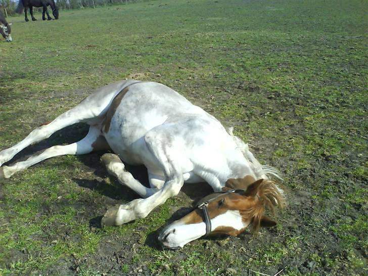 Pinto Chivas Regal - Dækkenet er lige kommet af og så er der en masse rullen der skal inhentes :o) billede 12