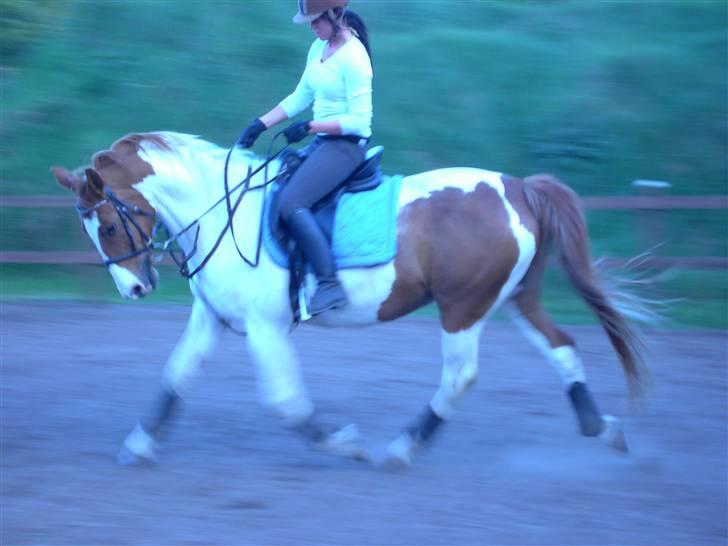 Pinto Chivas Regal - Ride billede fra d 13/5-08  billede 13