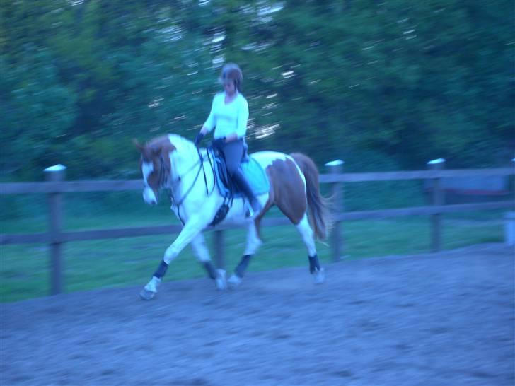 Pinto Chivas Regal - Chivas og Julie 13/5-08...undskyld kvaliteten... billede 14