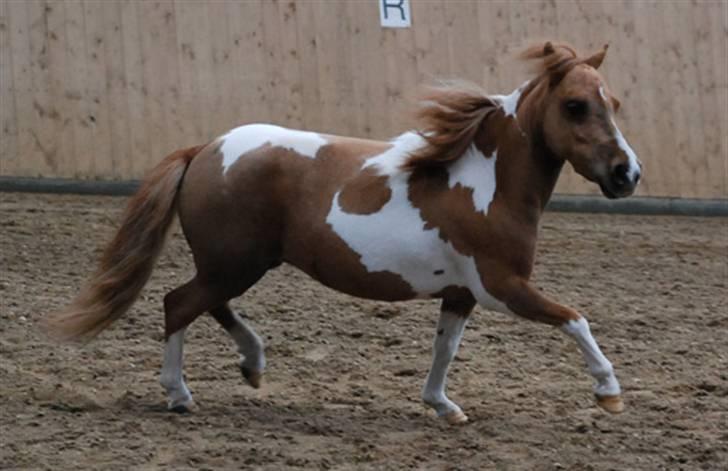 Miniature Egehøj`s Pretty Dam Good  - Kåring i DMHF 12.04.08, udlånt af Team Topper(Maria Busk) billede 16