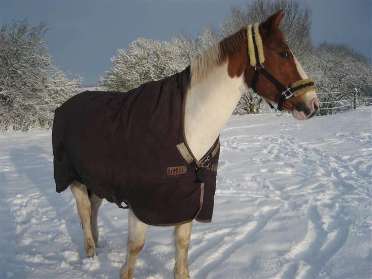 Pinto Chivas Regal - dec 09 billede 15