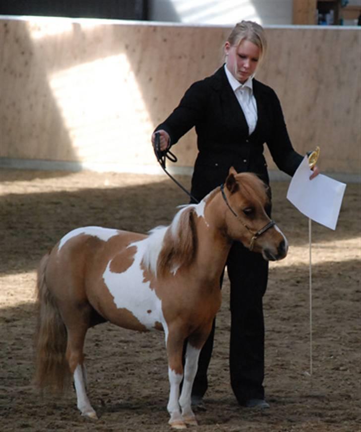 Miniature Egehøj`s Pretty Dam Good  - Kåring i DMHF 12.04.08, udlånt af Team Topper(Maria Busk) billede 19