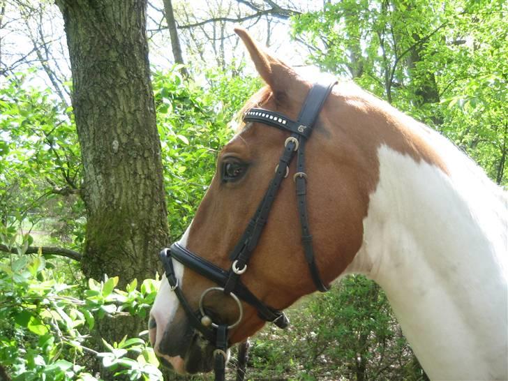 Pinto Chivas Regal billede 16