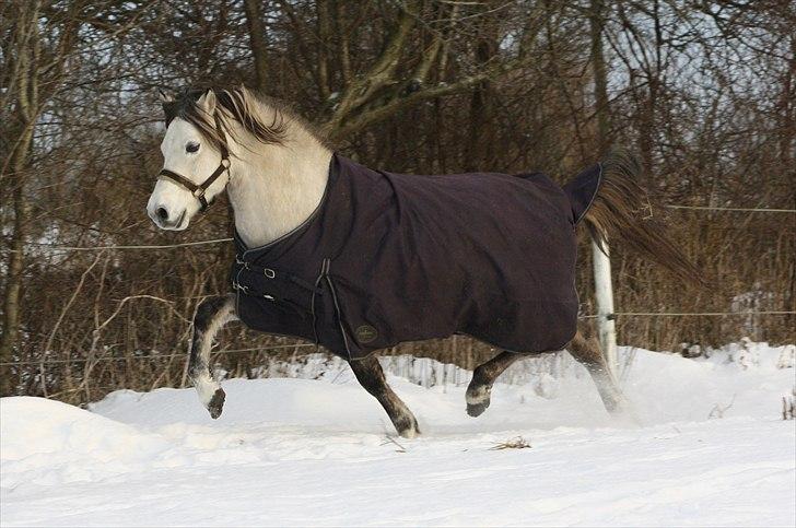 Anden særlig race Roosgårdens Cornelius billede 14