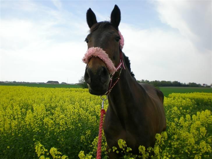 Anden særlig race Ysibal Yankee (solgt) - Velkommen til Yankee´s profil billede 1