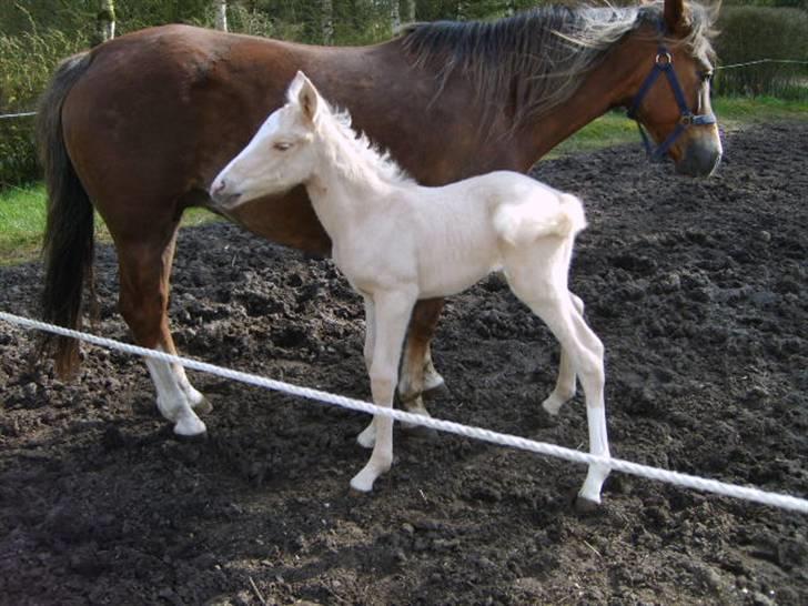 New Forest Vognmandgårdens Rødhætte - Moelleaaens Golden Bambi - føl efter Golden Benjamin født i 2008 billede 9
