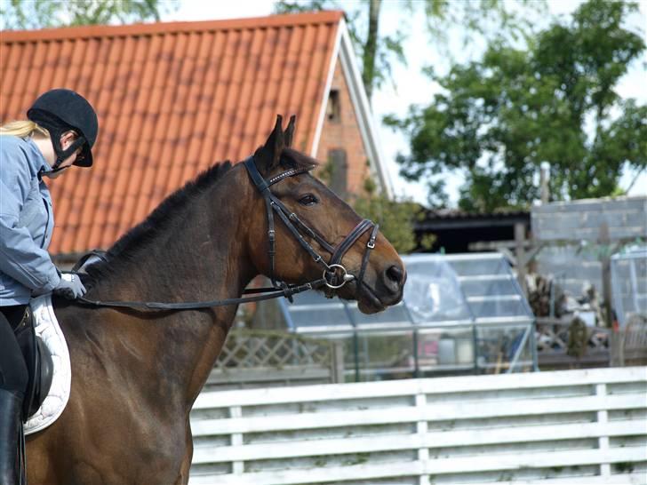 Anden særlig race Ysibal Yankee (solgt) - Klar til at træne lidt  billede 2