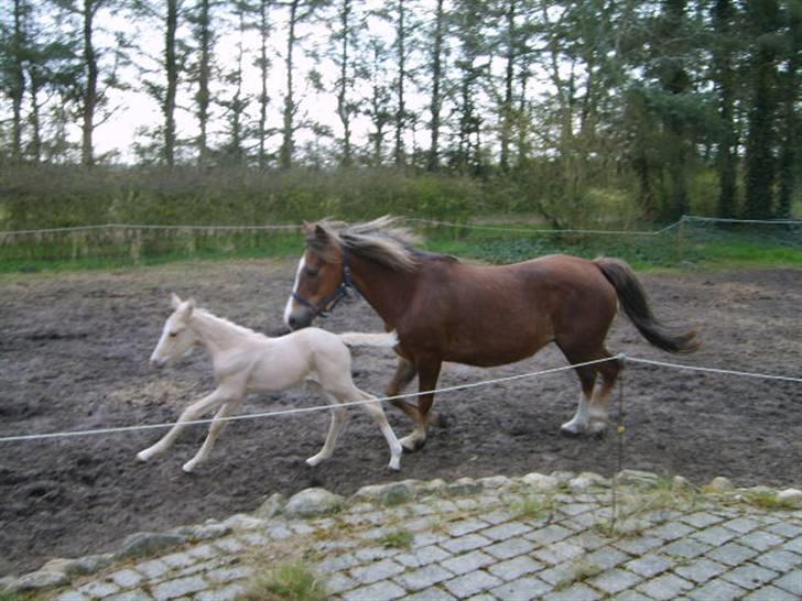New Forest Vognmandgårdens Rødhætte billede 10