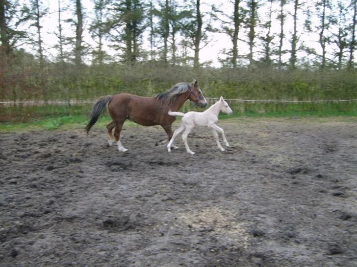 New Forest Vognmandgårdens Rødhætte billede 11