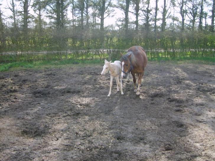 New Forest Vognmandgårdens Rødhætte billede 12