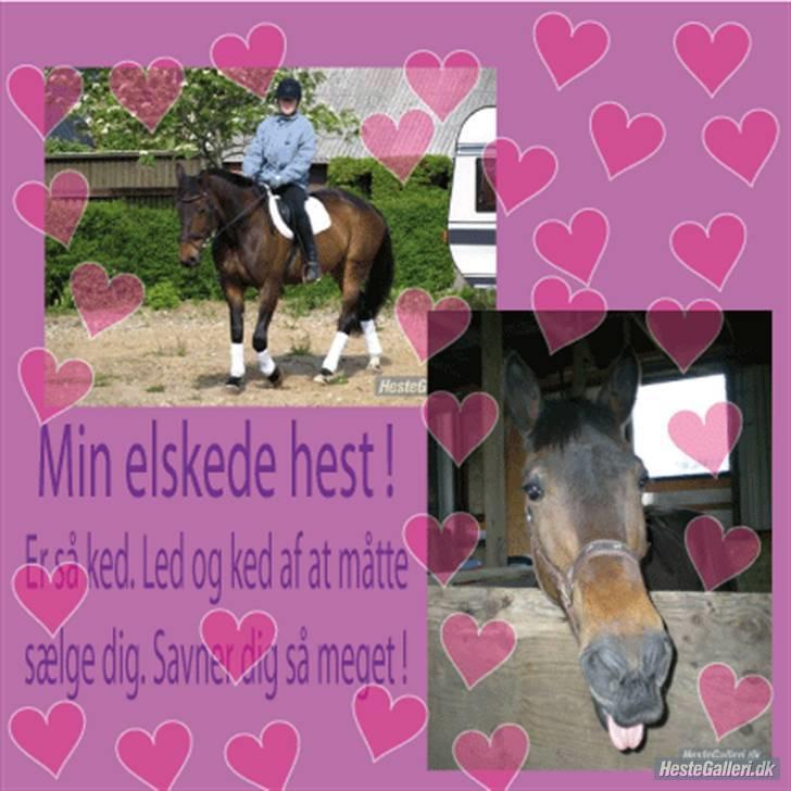 Anden særlig race Ysibal Yankee (solgt) - Jeg savner dig skat billede 3