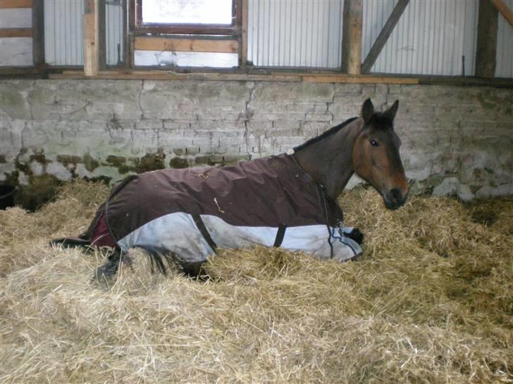 Anden særlig race Ysibal Yankee (solgt) - "Mor jeg har det ikke så godt, min mave gør ondt så det er godt at du er her". Yankee med forstoppelse :-( billede 4