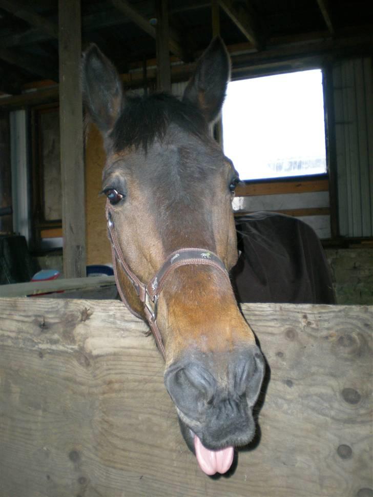 Anden særlig race Ysibal Yankee (solgt) - Se min fine tunge billede 5