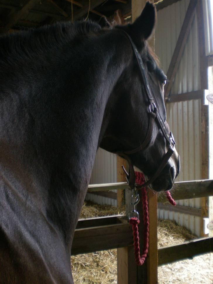 Anden særlig race Ysibal Yankee (solgt) - Hvad laver naboen mon?? billede 6