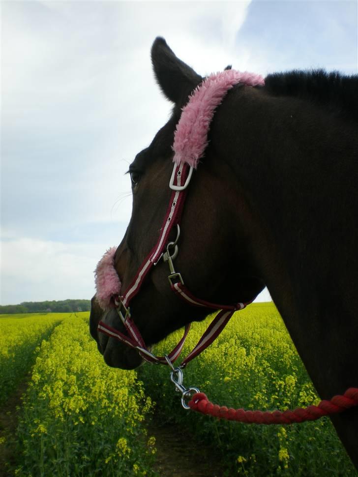 Anden særlig race Ysibal Yankee (solgt) - Nøøøøj de raps marker ser lækre ud billede 7