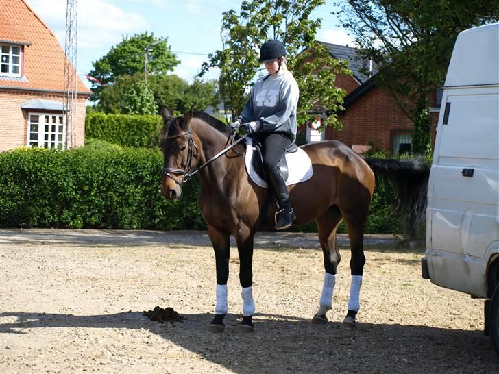 Anden særlig race Ysibal Yankee (solgt) - Se så fint jeg kan stå :-) billede 8