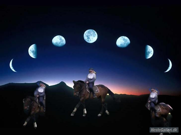 Anden særlig race Ysibal Yankee (solgt) billede 9