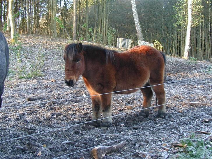 Shetlænder Klaus - jeg keder mig. billede 8
