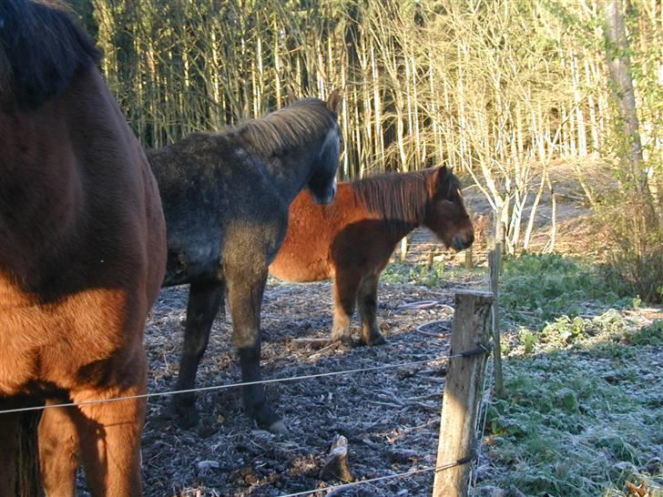 Shetlænder Klaus - lille Klaus. billede 9