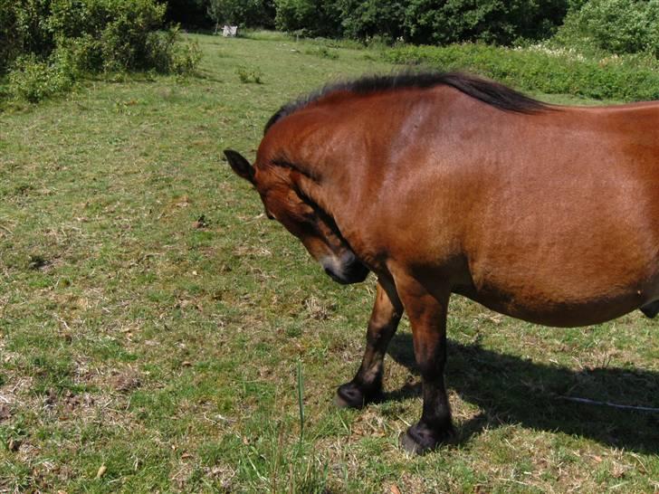 Shetlænder Klaus - det klør. billede 10