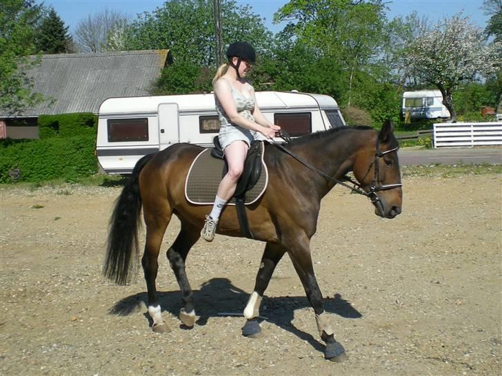 Anden særlig race Ysibal Yankee (solgt) - Lidt dressur før en god skridt tur hjælper hende med at slappe af... billede 10