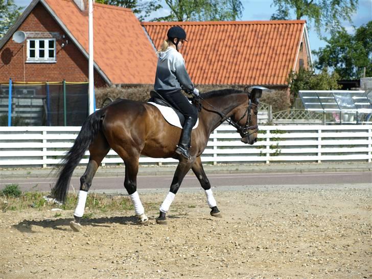 Anden særlig race Ysibal Yankee (solgt) - Så fin hun var den dag :-) billede 12