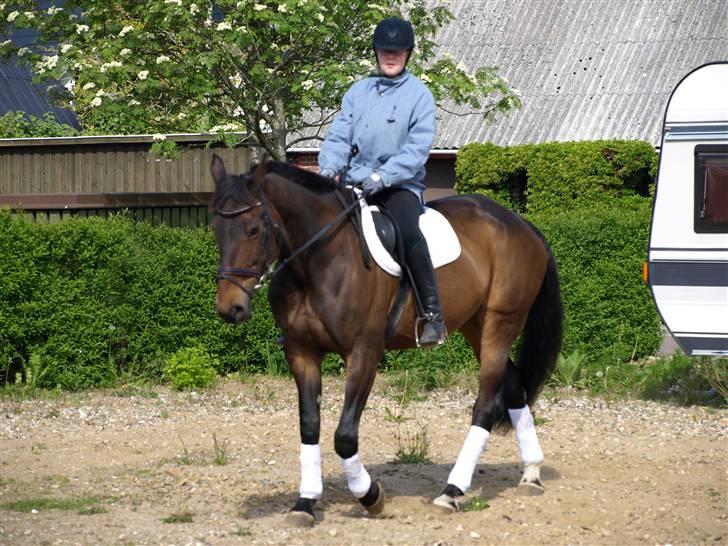 Anden særlig race Ysibal Yankee (solgt) billede 13