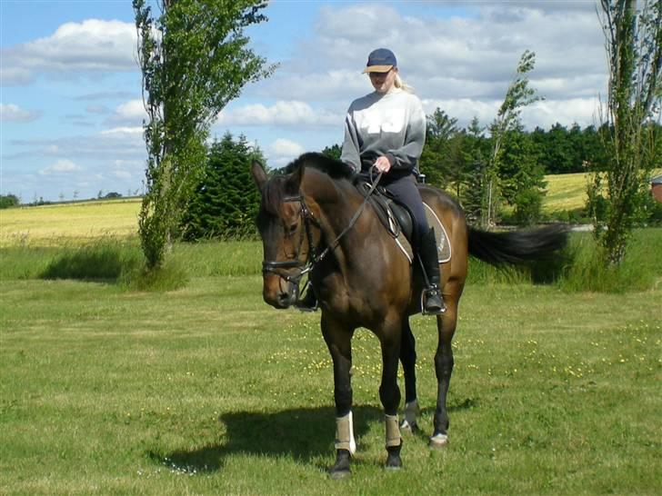 Anden særlig race Ysibal Yankee (solgt) billede 14