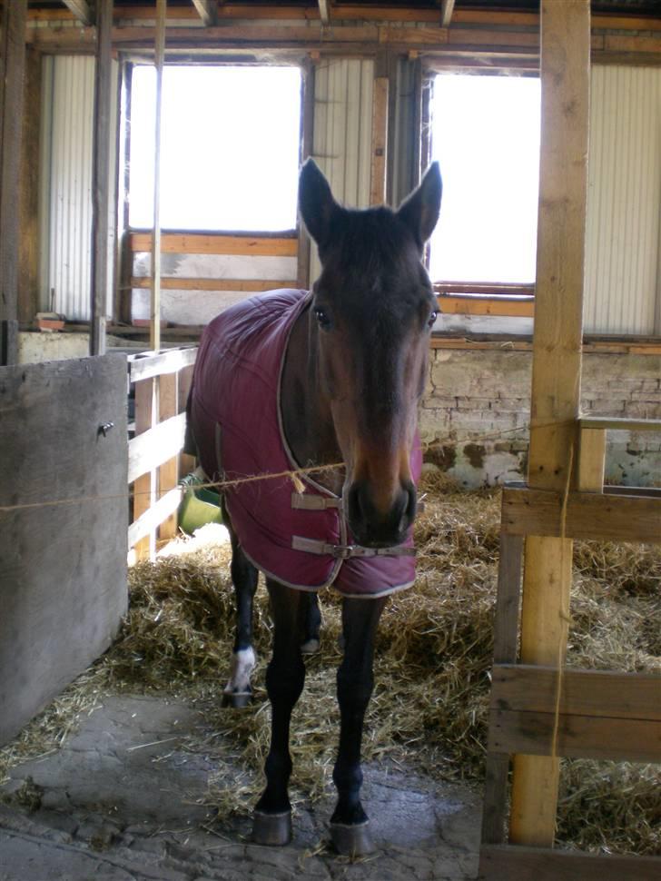 Anden særlig race Ysibal Yankee (solgt) - Se hvor fin jeg er :-) billede 15