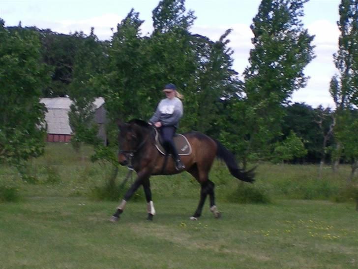 Anden særlig race Ysibal Yankee (solgt) billede 16