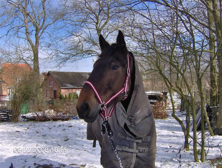 Anden særlig race Ysibal Yankee (solgt) - Det er så hyggeligt med sne :-) billede 17