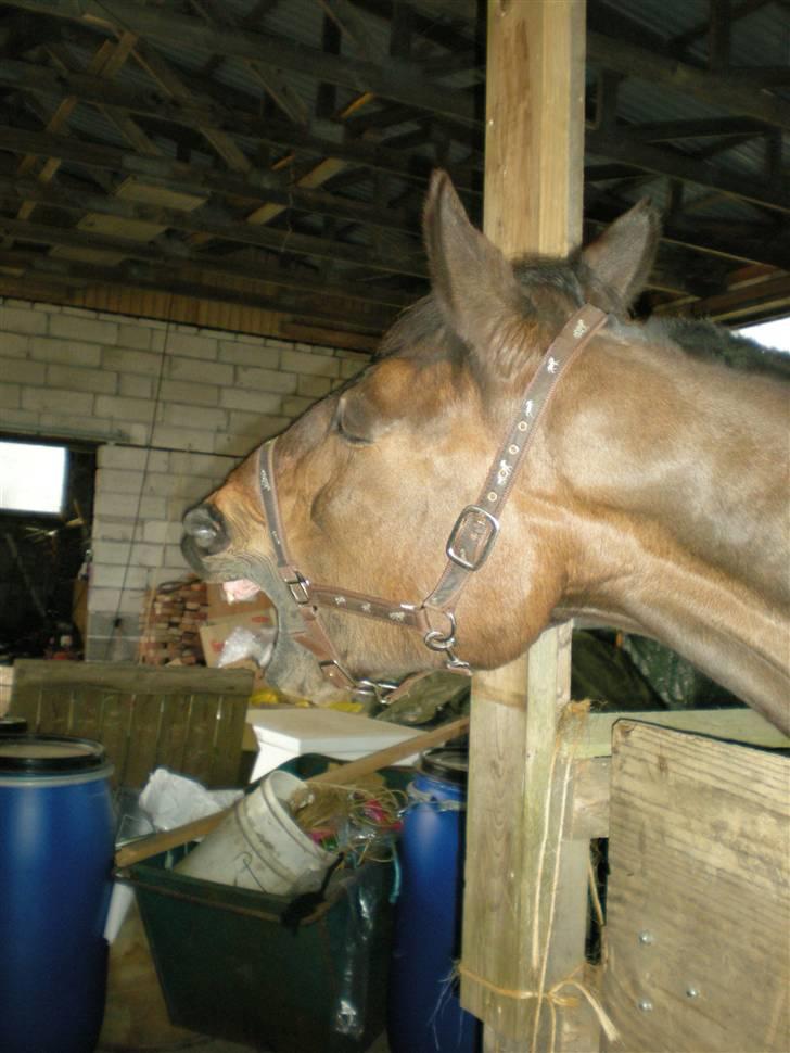 Anden særlig race Ysibal Yankee (solgt) - Nu er jeg altså blevet lidt træt billede 18