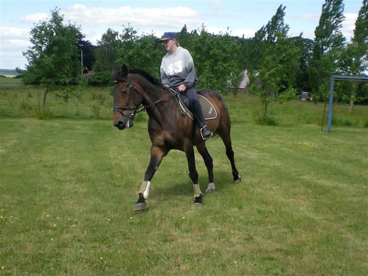 Anden særlig race Ysibal Yankee (solgt) billede 19