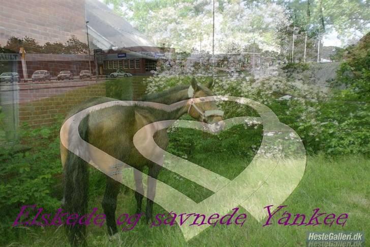 Anden særlig race Ysibal Yankee (solgt) - "Tak fordi i kiggede ind. Læg nu pænt en bedømmelse og kommentar, så bliver min mor så glad :-)" billede 20