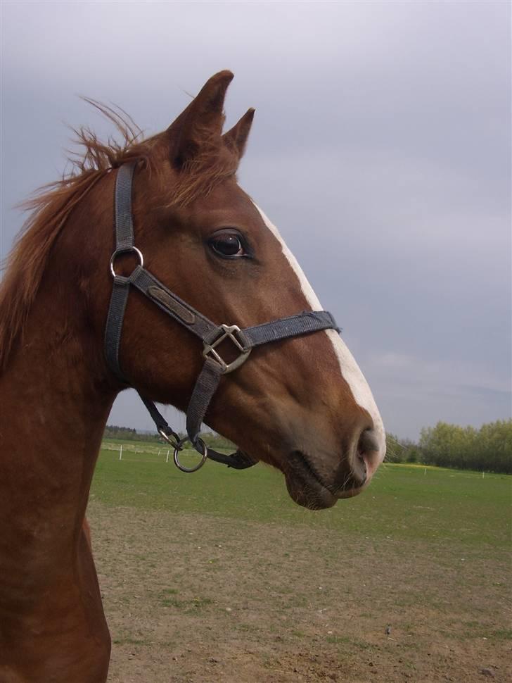 Frederiksborg Zhoker Brentedal - Velkommen til Zhokers profil billede 1