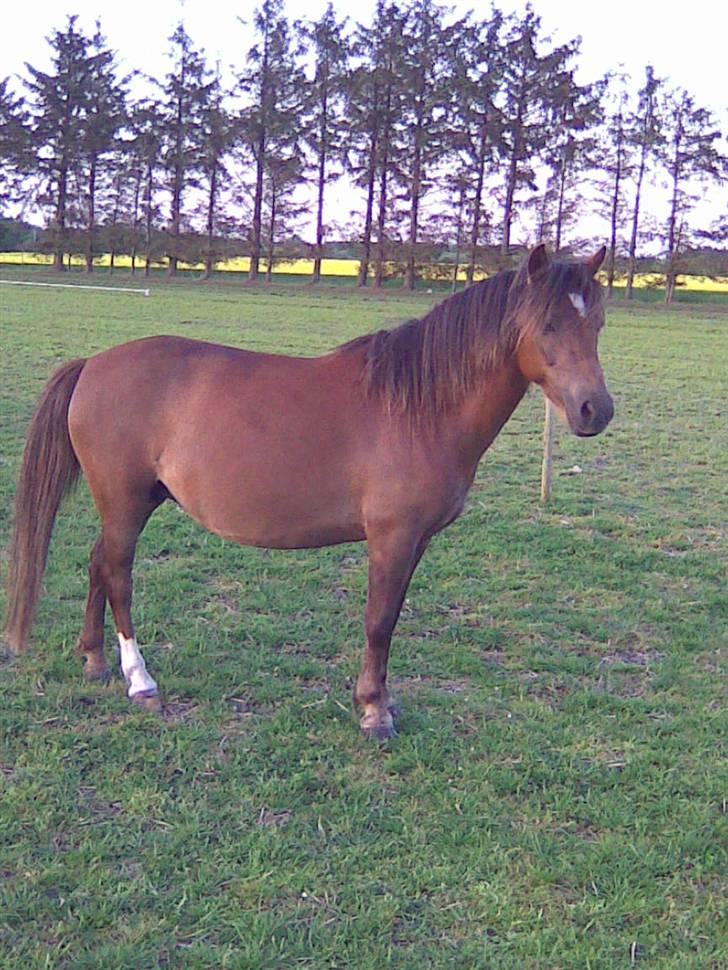 Anden særlig race Fleur - mors pige:-) billede 1