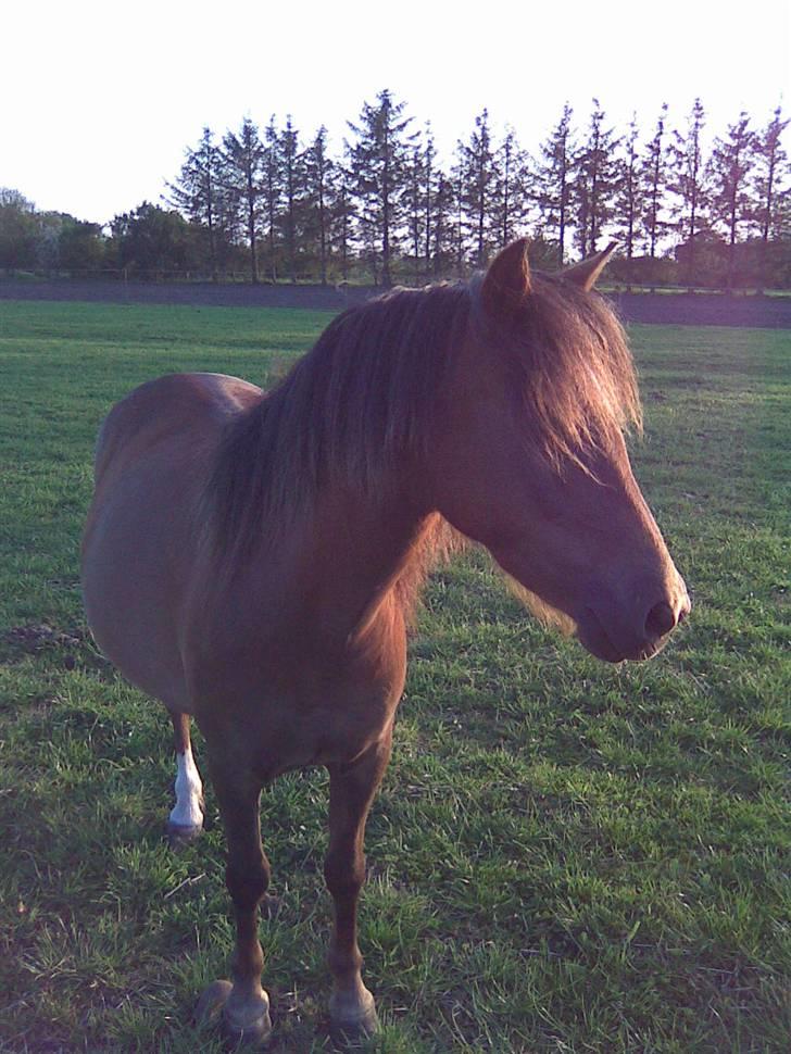 Anden særlig race Fleur billede 2