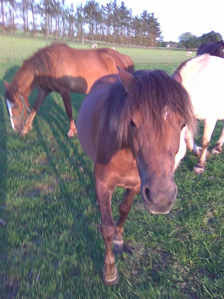 Anden særlig race Fleur billede 6