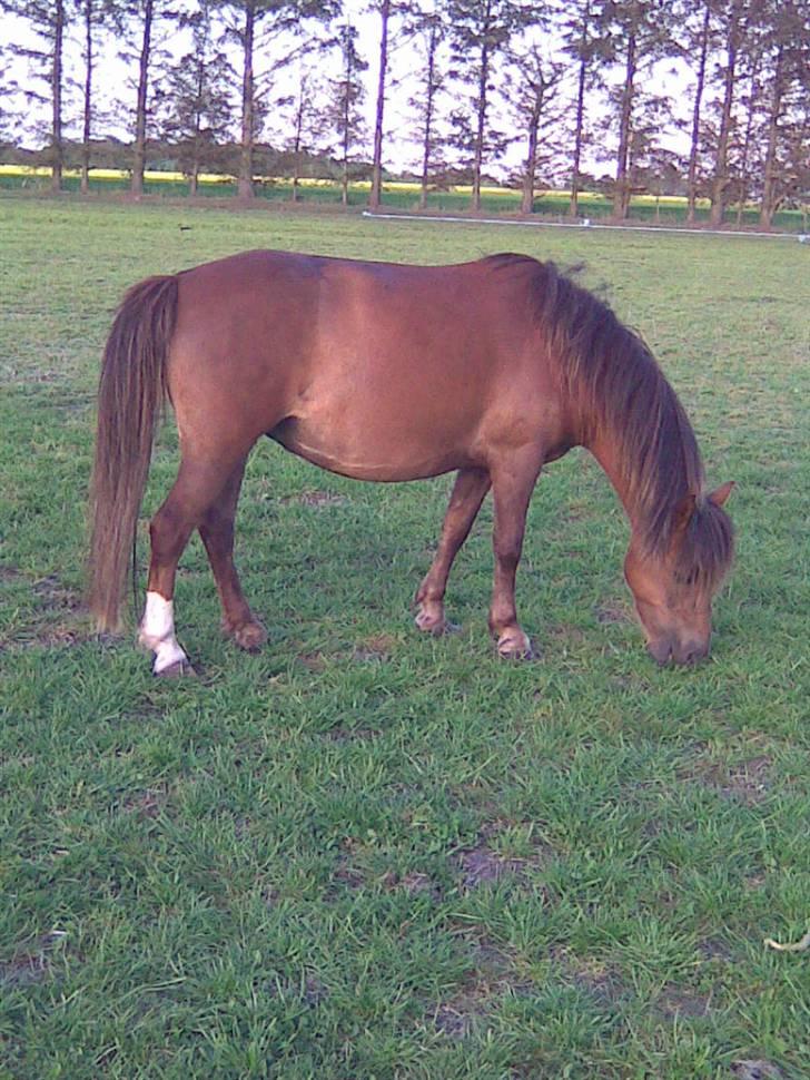 Anden særlig race Fleur billede 7