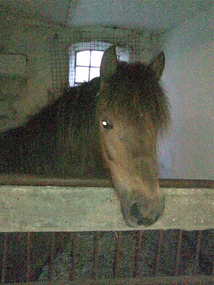 Anden særlig race Fleur billede 8