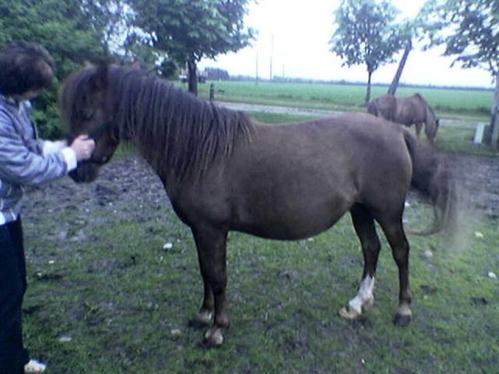 Anden særlig race Fleur - En gravid fleur for 2-3 år siden billede 10