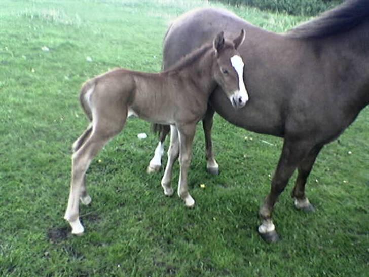 Anden særlig race Fleur - Fleur med hendes føl Papaya for 2 år siden billede 11