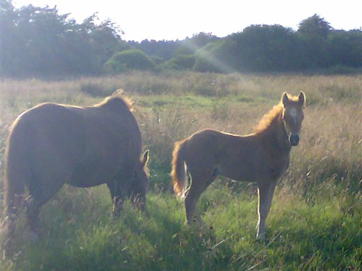 Anden særlig race Fleur - Fleur med hendes hingste føl fra sidste år, Gaffa billede 12