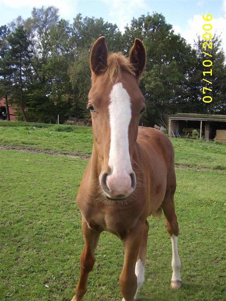 Frederiksborg Zhoker Brentedal - som føl billede 2